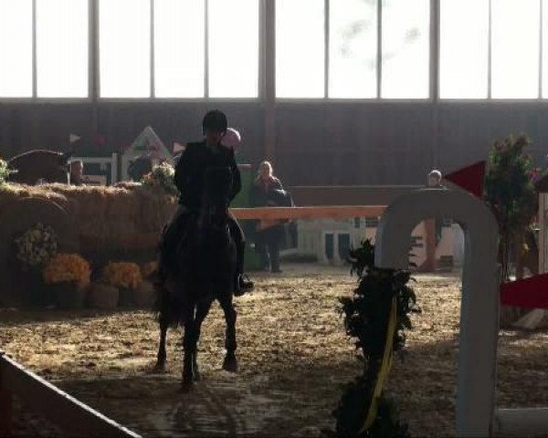 jumper Najade (Westphalian, 1999, from Polyfax)