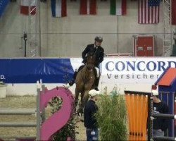 jumper Quirasso (Oldenburg show jumper, 2003, from Quidam's Rubin)
