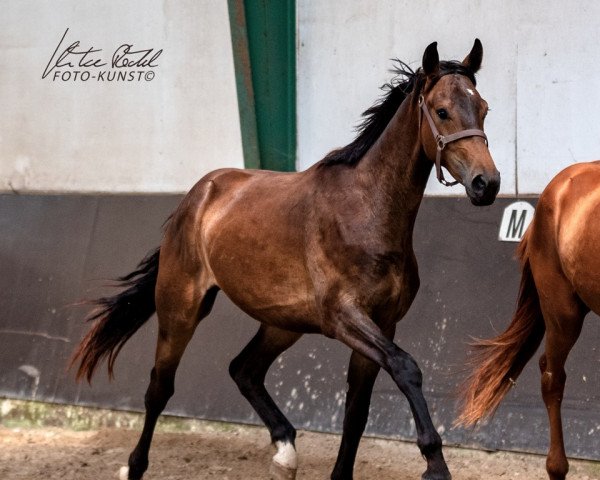 horse Sir Edward 18 (Hanoverian, 2019, from Edward 28)