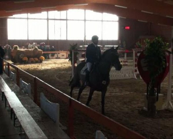 broodmare Contessa 156 (Westphalian, 2005, from Conceicao)