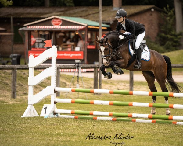 jumper Ralph Von Der Wiesharde (German Riding Pony, 2013, from Proud Rocketti)