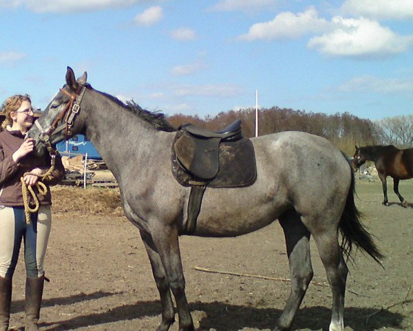 dressage horse Silberdiestel SL (Mecklenburg, 2008, from Solar)