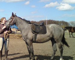 dressage horse Silberdiestel SL (Mecklenburg, 2008, from Solar)