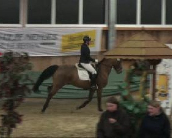 Pferd Rebell 522 (Oldenburger, 2000, von Rosier)