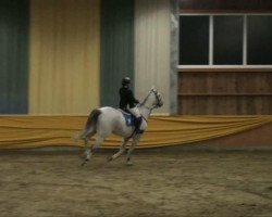 Cavallo Felix D. (Sassone-Anhaltiner, 1998, di Farinelli)