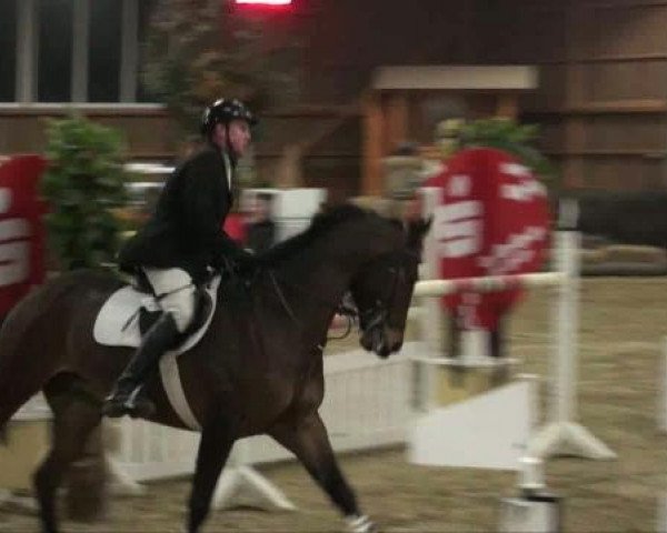 Springpferd Dinjo (Westfale, 2003, von Dinard L)