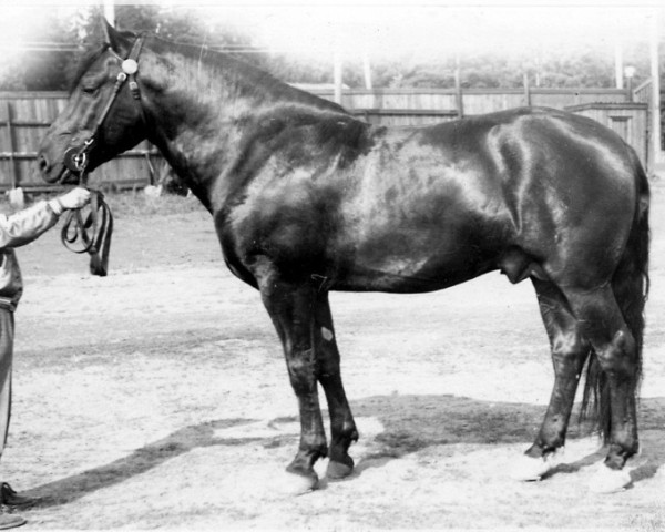 Deckhengst Eri-Matti 5625 (Finnisches Zugpferd, 1949, von Eri-Aaroni 3423)