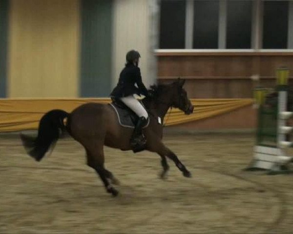 jumper Amicelli 24 (Hanoverian, 1996, from Acord II)