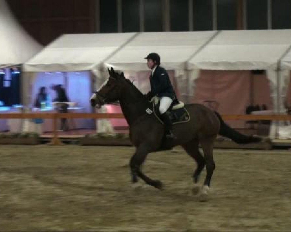 Cavallo da salto Lucia 116 (Holsteiner, 1997, di Come On)