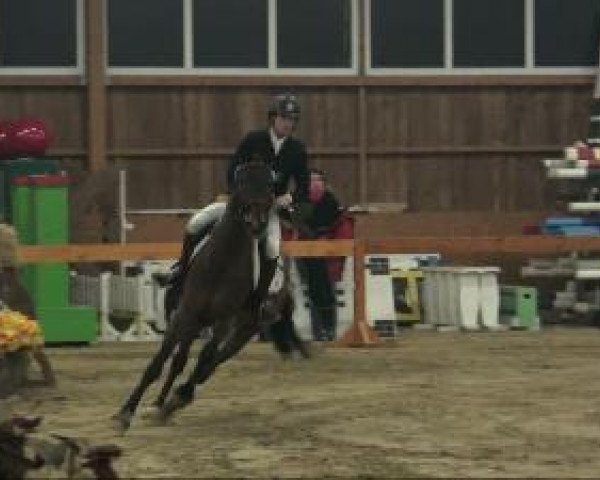 Pferd Wild thing (Westfale, 1998, von Wessex)