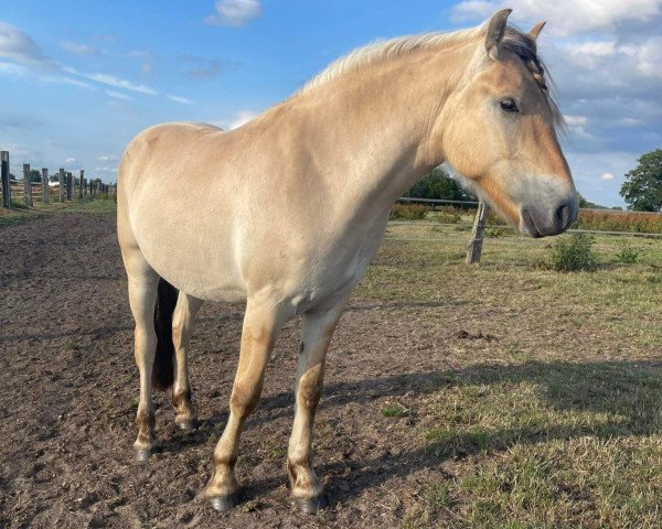 Pferd Rufin (Fjordpferd, 2020, von Klosterhof's Ragnir)