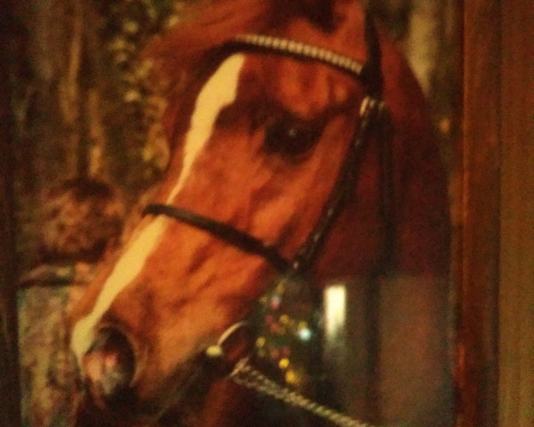 stallion Abet EAO (Arabian purebred, 1979, from El Hilal 1970 EAO ox)