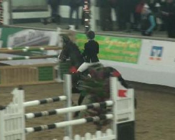 Springpferd Calimero 323 (Rheinländer, 1999, von Cordino)