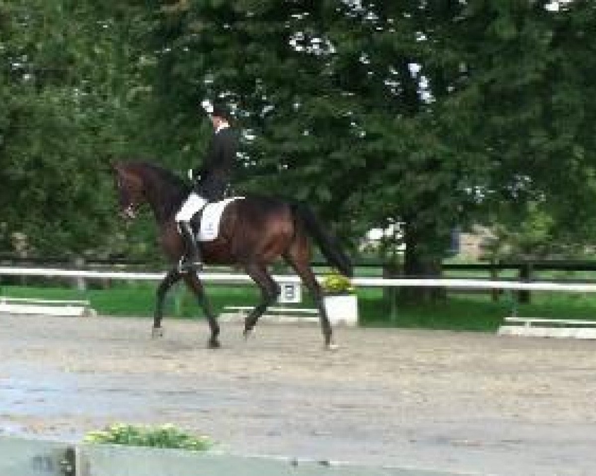 dressage horse La Cor de Lyck (Rhinelander, 1997, from Lanciano)