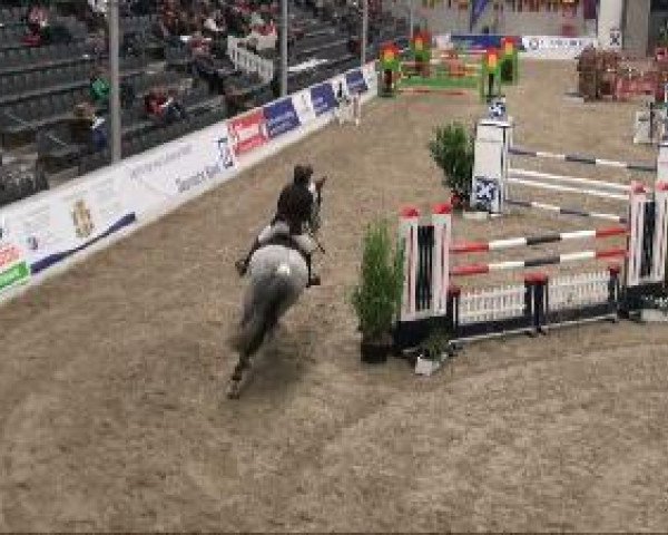 jumper Big Business (Holsteiner, 2000, from Baldini I)