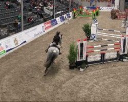 jumper Big Business (Holsteiner, 2000, from Baldini I)