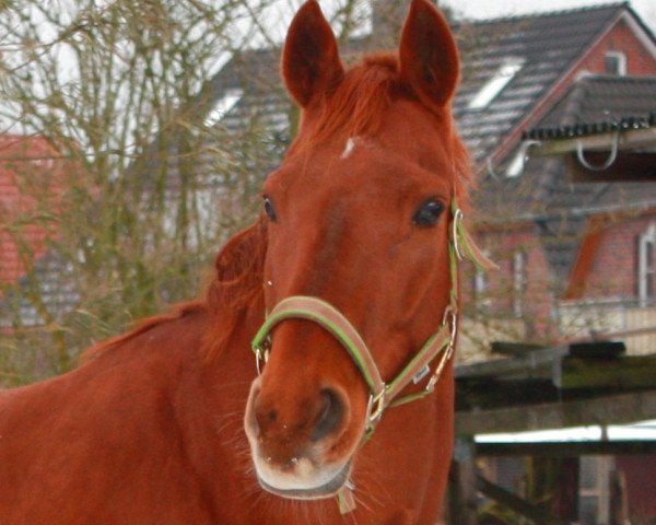 Pferd Brentinchen (Hannoveraner, 1997, von Brentano II) Pferd Brentinchen (Hannoveraner, 1997, von Brentano II)