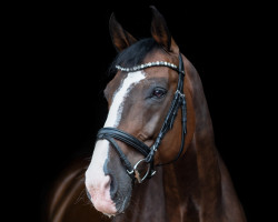 Springpferd Clubber Lang H (Westfale, 2010, von Colmani)