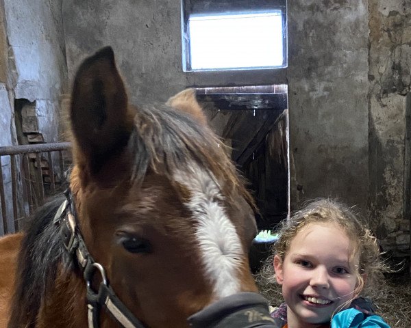broodmare Chiara della Luna (German Riding Pony, 2022, from Cosmopolitan NRW)