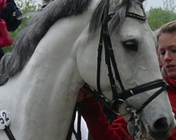 jumper Grey Boy (Westphalian, 1998, from Grossadmiral)