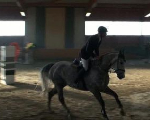 Zuchtstute Lady Louise 2 (Oldenburger, 2005, von Lord Weingard)