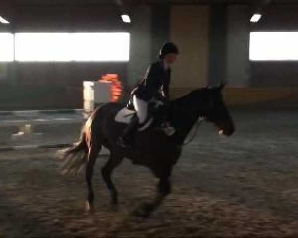 Dressurpferd Quaid (Oldenburger, 2003, von Quattro B)