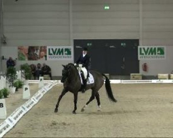 broodmare Donna Lauris K (Oldenburg, 2001, from Donnerhall) broodmare Donna Lauris K (Oldenburg, 2001, from Donnerhall)