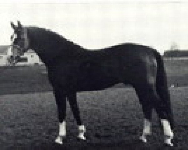 Deckhengst Playboy (Westfale, 1979, von Platon I) Deckhengst Playboy (Westfale, 1979, von Platon I)