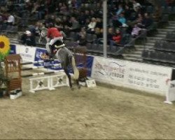 jumper Loro Piana Paolini 2 (Westphalian, 2001, from Poly Royal)