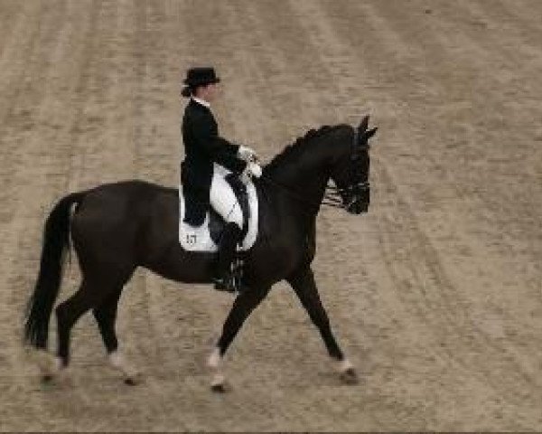 dressage horse Rothenstein (Hanoverian, 2001, from Rotspon)
