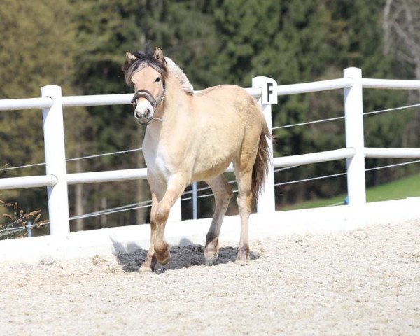 Pferd Cinderella (Fjordpferd, 2021, von Legolas) Pferd Cinderella (Fjordpferd, 2021, von Legolas)