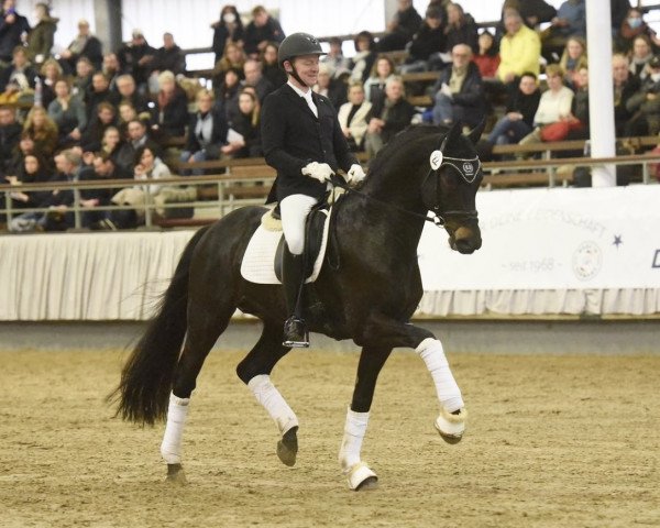 stallion Instagram (Trakehner, 2016, from Schwarzgold)