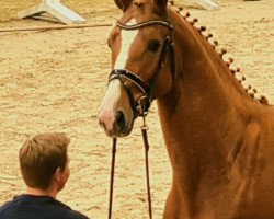 stallion Zidane (Oldenburg show jumper, 2019, from Zinedine)