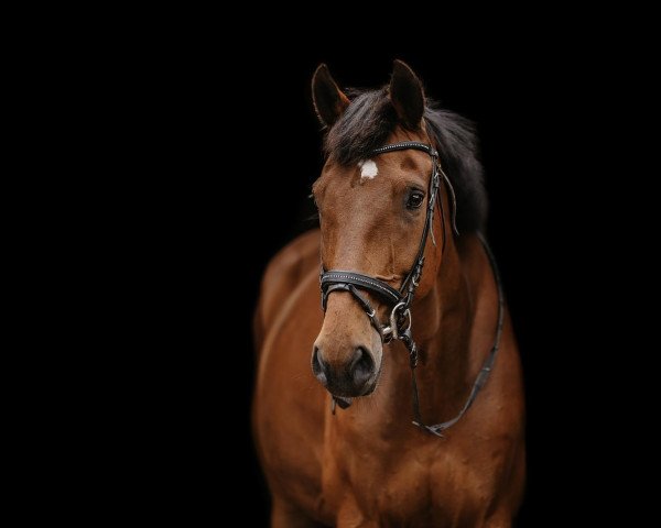 dressage horse Novilis (Holsteiner, 2006, from Nekton)