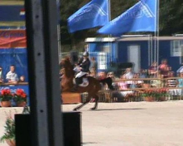 horse Happy Z (Zangersheide riding horse, 1998, from Highvalley)