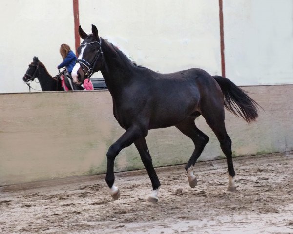 Pferd Fiorello (Oldenburger, 2021, von Farrell)