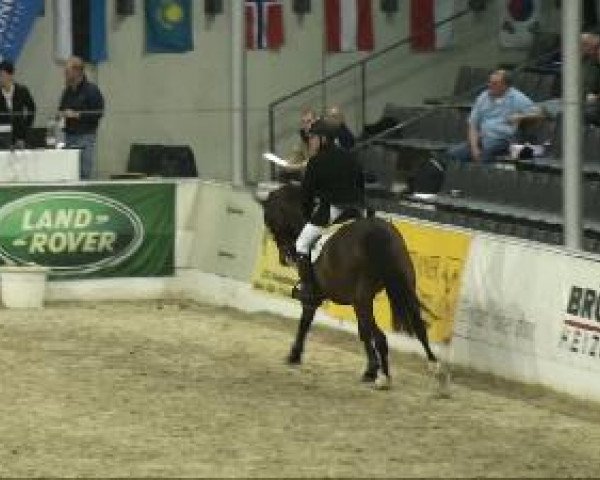 jumper Flip 55 (Hanoverian, 2003, from For Keeps) jumper Flip 55 (Hanoverian, 2003, from For Keeps)
