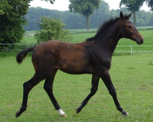 horse Highlight BF (Oldenburg, 2007, from Hotline)