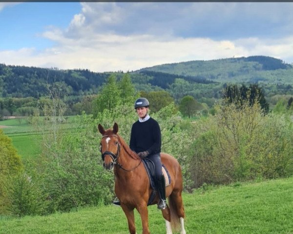 Dressurpferd Hans im Glück 27 (Trakehner, 2014, von Flakon Go)