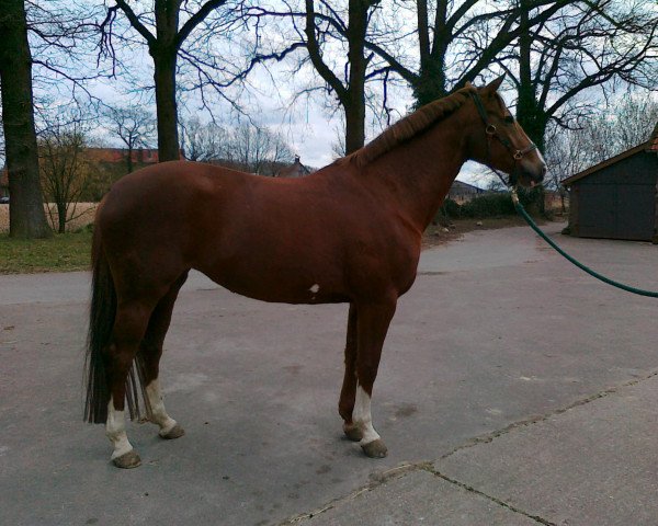 horse Menouche (Westphalian, 2003, from Medici)