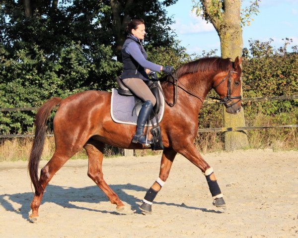 broodmare Fiorina W (Westphalian, 2015, from Fürst Fohlenhof)
