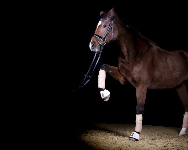 horse Brantops-Comedy (German Riding Pony, 1996, from FS Cocky Dundee)