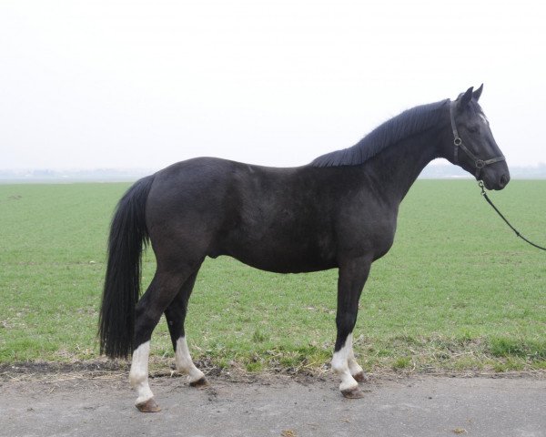 horse Ferrari ZR (Oldenburg, 2008, from For Compliment)