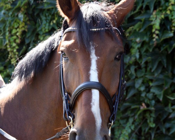 dressage horse No Regrets (Westphalian, 2001, from Nonstop)