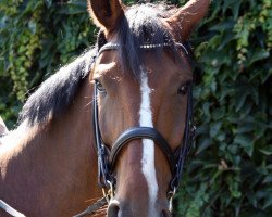 dressage horse No Regrets (Westphalian, 2001, from Nonstop)