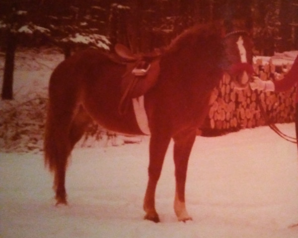broodmare Attika (Haflinger, 1974, from Raymond Charles x) broodmare Attika (Haflinger, 1974, from Raymond Charles x)