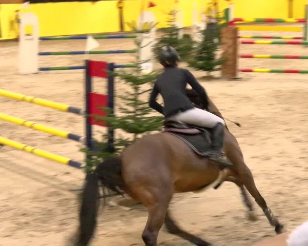 Reitturnier Dielsdorf 2023