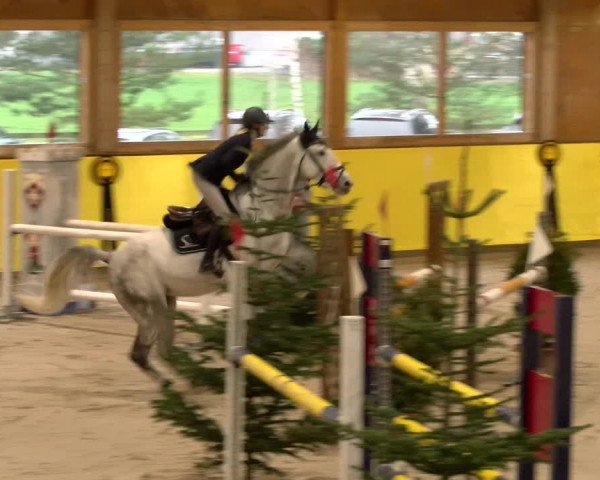 Reitturnier Dielsdorf 2023