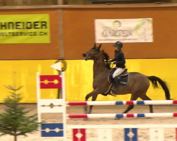Reitturnier Dielsdorf 2023
