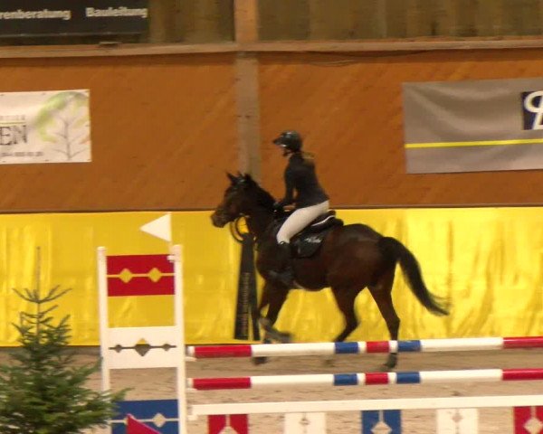 Reitturnier Dielsdorf 2023
